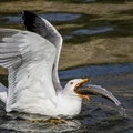 Gull eats a Pearl Mullet on Lake Van, Van, Turkey